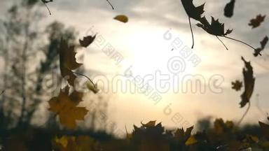 秋天公园里的黄叶<strong>飘落</strong>，阳光透过它照耀。 美丽的风景背景。 缤纷的秋天
